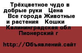 Трёхцветное чудо в добрые руки › Цена ­ 100 - Все города Животные и растения » Кошки   . Калининградская обл.,Пионерский г.